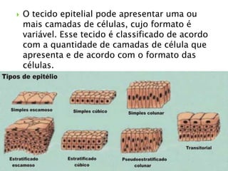    O tecido epitelial pode apresentar uma ou
    mais camadas de células, cujo formato é
    variável. Esse tecido é classificado de acordo
    com a quantidade de camadas de célula que
    apresenta e de acordo com o formato das
    células.
 