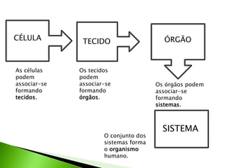 CÉLULA         TECIDO                    ÓRGÃO



As células    Os tecidos
podem         podem
associar-se   associar-se              Os órgãos podem
formando      formando                 associar-se
tecidos.      órgãos.                  formando
                                       sistemas.



                                         SISTEMA
                      O conjunto dos
                      sistemas forma
                      o organismo
                      humano.
 