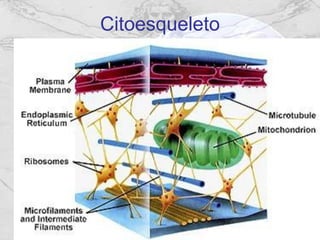 Citoesqueleto
 