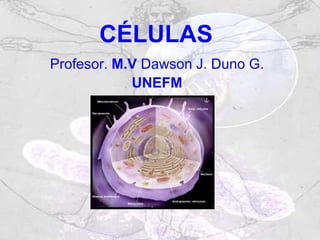 CÉLULAS
Profesor. M.V Dawson J. Duno G.
            UNEFM
 