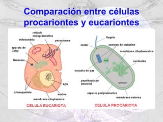 Citologia