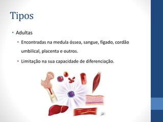 Tipos
• Adultas
• Encontradas na medula óssea, sangue, fígado, cordão
umbilical, placenta e outros.
• Limitação na sua capacidade de diferenciação.

 