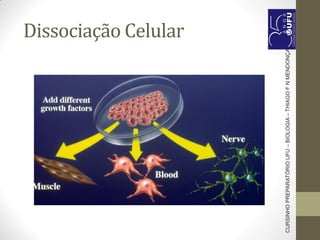 Dissociação Celular
CURSINHOPREPARATÓRIOUFU–BIOLOGIA–THIAGOFNMENDONÇA
 