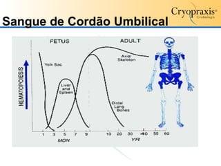 Sangue de Cordão Umbilical 