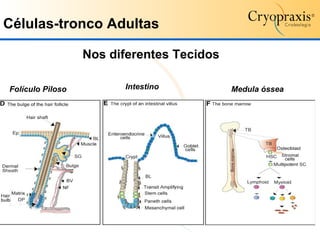 Células-tronco Adultas Nos diferentes Tecidos Folículo Piloso Intestino Medula óssea 