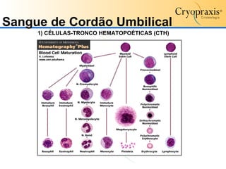 1) CÉLULAS-TRONCO HEMATOPOÉTICAS (CTH) Sangue de Cordão Umbilical 