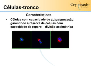 Células-tronco Características Células com capacidade de  auto-renovação , garantindo a reserva de células com capacidade de reparo – divisão assimétrica 