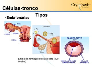 Tipos Embrionárias Em 5 dias formação do blastocisto (100 células) Células-tronco 