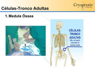 Medula Óssea Células-Tronco   Adultas 