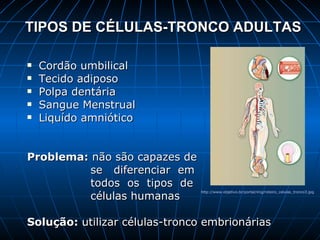 TIPOS DE CÉLULAS-TRONCO ADULTAS Cordão umbilical Tecido adiposo Polpa dentária Sangue Menstrual Liquído amniótico Problema:  não são capazes de  se  diferenciar  em  todos  os  tipos  de  células humanas Solução:  utilizar células-tronco embrionárias  http://www.objetivo.br/portal/img/roteiro_celulas_tronco3.jpg   
