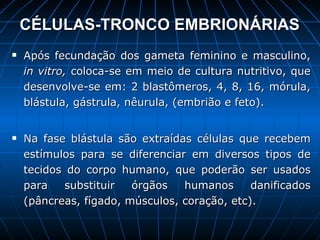 CÉLULAS-TRONCO EMBRIONÁRIAS Após fecundação dos gameta feminino e masculino,  in vitro,  coloca-se em meio de cultura nutritivo, que desenvolve-se em: 2 blastômeros, 4, 8, 16, mórula, blástula, gástrula, nêurula, (embrião e feto). Na fase blástula são extraídas células que recebem estímulos para se diferenciar em diversos tipos de tecidos do corpo humano, que poderão ser usados para substituir órgãos humanos danificados (pâncreas, fígado, músculos, coração, etc). 