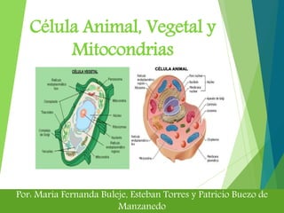 Célula Animal, Vegetal y
Mitocondrias
Por: María Fernanda Buleje, Esteban Torres y Patricio Buezo de
Manzanedo
 