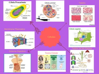 Células 
Membrana Plasmatica
Tejidos
Teoria Celular 
Sistema Digestivo 
Tejidos de las Plantas 
 