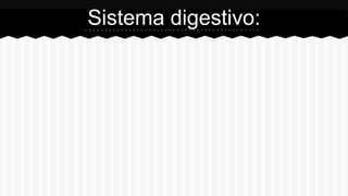 Sistema digestivo:
 