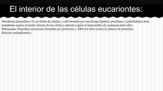 Membrana plasmática: Es un límite de células y está formada por una bicapa lipídica, proteínas y carbohidratos.Esta
membrana separa el medio interno de las célula y además regula el intercambio de sustancia entre ellos.
Ribosomas: Pequeñas estructuras formadas por proteínas y ARN.En ellos ocurre la síntesis de proteínas.
Retículo endoplásmico:
El interior de las células eucariontes:
 