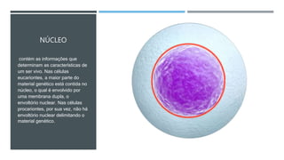 NÚCLEO
contém as informações que
determinam as características de
um ser vivo. Nas células
eucariontes, a maior parte do
material genético está contida no
núcleo, o qual é envolvido por
uma membrana dupla, o
envoltório nuclear. Nas células
procariontes, por sua vez, não há
envoltório nuclear delimitando o
material genético.
 