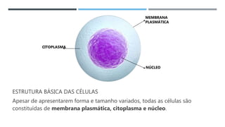 ESTRUTURA BÁSICA DAS CÉLULAS
Apesar de apresentarem forma e tamanho variados, todas as células são
constituídas de membrana plasmática, citoplasma e núcleo.
MEMBRANA
PLASMÁTICA
CITOPLASMA
NÚCLEO
 