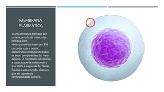 MEMBRANA
PLASMÁTICA
é uma estrutura formada por
uma bicamada de moléculas
lipídicas com
várias proteínas inseridas. Ela
circunda toda a célula,
separando e protegendo todos
os seus componentes do meio
externo. A membrana apresenta
a capacidade de selecionar o
que entra e o que sai da célula.
Devido a essa função, dizemos
que ela apresenta
permeabilidade seletiva.
 