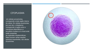 CITOPLASMA
em células procariontes,
corresponde a toda região interna
da célula. Em células eucariontes,
por sua vez, o citoplasma
corresponde à região entre a
membrana plasmática e o
envoltório nuclear e é o local onde
estão presentes
as organelas citoplasmáticas.
Nele ocorrem várias reações
químicas importantes, nas células
eucariontes.
 