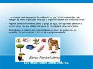 Los organismos pluricelulares.
● Los seres pluricelulares están formados por un gran número de células, que
trabajan de forma organizada para que el organismo realice sus funciones vitales.
● Algunos seres pluricelulares, como la pulga de agua, no se pueden observar a
simple vista y hay que utilizar una lupa o en microscopio para examinarlos.
● Sin embargo, la mayoría son macroscópicos, es decir, se pueden ver sin
necesidad de instrumentos, como un escarabajo o una jirafa.
 
