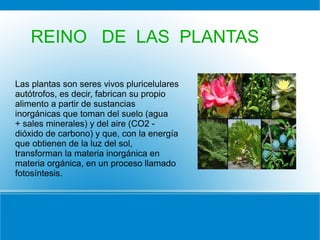 Las plantas son seres vivos pluricelulares
autótrofos, es decir, fabrican su propio
alimento a partir de sustancias
inorgánicas que toman del suelo (agua
+ sales minerales) y del aire (CO2 -
dióxido de carbono) y que, con la energía
que obtienen de la luz del sol,
transforman la materia inorgánica en
materia orgánica, en un proceso llamado
fotosíntesis.
REINO DE LAS PLANTAS
 