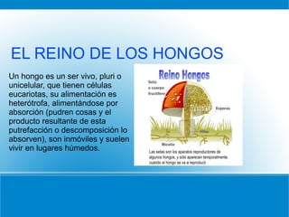 Un hongo es un ser vivo, pluri o
unicelular, que tienen células
eucariotas, su alimentación es
heterótrofa, alimentándose por
absorción (pudren cosas y el
producto resultante de esta
putrefacción o descomposición lo
absorven), son inmóviles y suelen
vivir en lugares húmedos.
EL REINO DE LOS HONGOS
 