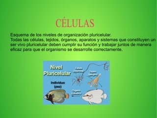 CÉLULAS
Esquema de los niveles de organización pluricelular.
Todas las células, tejidos, órganos, aparatos y sistemas que constituyen un
ser vivo pluricelular deben cumplir su función y trabajar juntos de manera
eficaz para que el organismo se desarrolle correctamente.
 