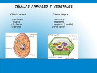 CÉLULAS ANIMALES Y VEGETALES.
Células Animal Células Vegetal
membrana membrana
núcleo citoplasma
citoplasma cloroplasto (clorofila)
orgánulos pared celular
 