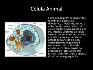 Célula Animal
       É delimitada pelos componentes:
       membrana plasmática,
       ribossomo, citoplasma, núcleo e
       mitocôndria. Nesta célula, não
       existe celulose, nem clorofila em
       seu interior. Diferente da célula
       vegetal, pode ser encontrada em
       animais e sofre a ausência de
       parede celular e de plastos.
       Possui flagelos, o que não é
       comum em outros tipos de
       células, além disso, auxilia no
       processo de fotossíntese das
       plantas, transformando a energia
       do sol em energia química.
 