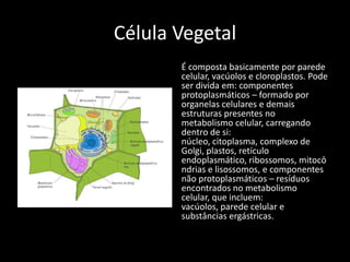 Célula Vegetal
       É composta basicamente por parede
       celular, vacúolos e cloroplastos. Pode
       ser divida em: componentes
       protoplasmáticos – formado por
       organelas celulares e demais
       estruturas presentes no
       metabolismo celular, carregando
       dentro de si:
       núcleo, citoplasma, complexo de
       Golgi, plastos, retículo
       endoplasmático, ribossomos, mitocô
       ndrias e lisossomos, e componentes
       não protoplasmáticos – resíduos
       encontrados no metabolismo
       celular, que incluem:
       vacúolos, parede celular e
       substâncias ergástricas.
 