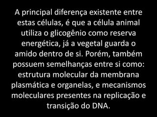 A principal diferença existente entre
  estas células, é que a célula animal
   utiliza o glicogênio como reserva
   energética, já a vegetal guarda o
 amido dentro de si. Porém, também
possuem semelhanças entre si como:
  estrutura molecular da membrana
plasmática e organelas, e mecanismos
moleculares presentes na replicação e
            transição do DNA.
 