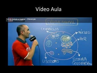 Vídeo Aula
 