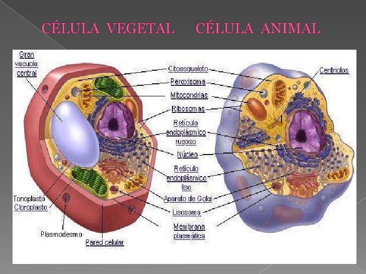 Celula animal y vegetal dibujo