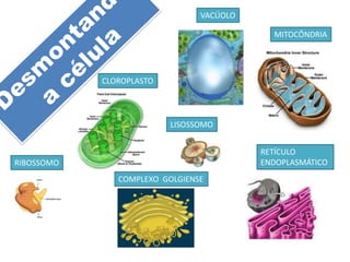 VACÚOLO
RIBOSSOMO
COMPLEXO GOLGIENSE
MITOCÔNDRIA
LISOSSOMO
CLOROPLASTO
RETÍCULO
ENDOPLASMÁTICO
 