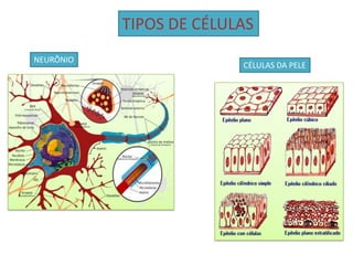 TIPOS DE CÉLULAS
NEURÔNIO
CÉLULAS DA PELE
 