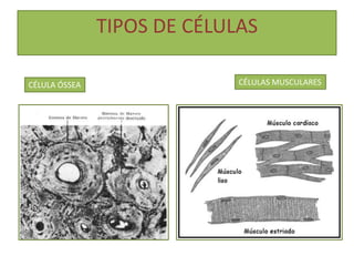TIPOS DE CÉLULAS
CÉLULA ÓSSEA CÉLULAS MUSCULARES
 