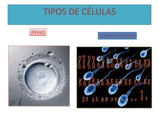 TIPOS DE CÉLULAS
ÓVULO
ESPERMATOZÓIDES
 