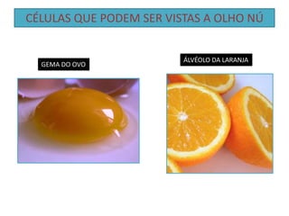 CÉLULAS QUE PODEM SER VISTAS A OLHO NÚ
GEMA DO OVO
ÁLVÉOLO DA LARANJA
 