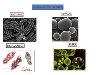 SERES UNICELULARES
BACTÉRIAS FUNGOS
PROTOZOÁRIOS
ALGAS
 