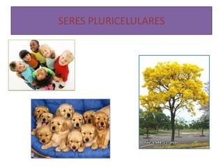 SERES PLURICELULARES
 