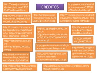 CRÉDITOS
http://pt.wikipedi
a.org/wiki/Célula
http://www.artigosobre.co
m/Ficheiro:Complete_neur
on_cell_diagram_pt.svg
http://professores.unisanta.br/m
aramagenta/celulavegetal.asp
http://www.juntadeand
alucia.es/averroes/~297
01428/salud/piel.htm
http://pat.feldman.com.br/
wp-
content/uploads/2009/02/
ovo.jpg
http://www.monografias.com
/trabajos38/sistema-
osteomuscular/Image9219.gif
http://www.med.un
ne.edu.ar/revista/re
vista110/osteo3.jpg
http://www.juntadeandal
ucia.es/averroes/~29701
428/salud/Epitelios.gif
http://esafonsosanches.n
onio.uminho.pt/mod/res
ource/view.php?id=4356
http://2.bp.blogspot.com/_zm
-p5_P-
ZOg/SOwYmakSIeI/AAAAAAAA
ACQ/rjEXaobZhZ0/s400/df80li
sossomo.gif
http://recursos.cnice.mec.es/
biosfera/alumno/2bachillerat
o/La_celula/imagenes/memb
rana_plasmatica_bort.gif
http://recursos.cnice.mec.es/biosf
era/alumno/2bachillerato/La_celul
a/imagenes/nucleo_letras.jpg
http://bonitopantanal.
files.wordpress.com/20
09/01/ipe-amarelo.jpg
http://www.colegiosa
ofrancisco.com.br/alfa
/protozoarios/imagen
s/protozoarios11.jpg
http://cooper2007.files.wordpres
s.com/2007/12/leveduras.gif
http://elproyectomatriz.files.wordpress.com/2
008/09/bacterias.jpg
 
