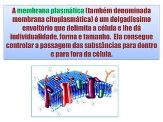 A membrana plasmática (também denominada
membrana citoplasmática) é um delgadíssimo
envoltório que delimita a célula e lhe dá
individualidade, forma e tamanho. Ela consegue
controlar a passagem das substâncias para dentro
e para fora da célula.
 