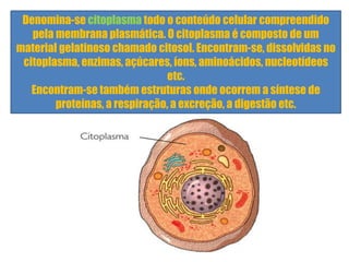 Denomina-se citoplasma todo o conteúdo celular compreendido
pela membrana plasmática. O citoplasma é composto de um
material gelatinoso chamado citosol. Encontram-se, dissolvidas no
citoplasma, enzimas, açúcares, íons, aminoácidos, nucleotídeos
etc.
Encontram-se também estruturas onde ocorrem a síntese de
proteínas, a respiração, a excreção, a digestão etc.
 