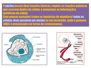 O núcleo possui duas funções básicas: regular as reações químicas
que ocorrem dentro da célula, e armazenar as informações
genéticas da célula.
Com poucas exceções (como as hemácias de mamífero) todas as
células vivas possuem um núcleo ou um nucleóide, onde o genoma
(DNA) é armazenado em forma de cromossomos.
 