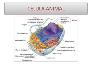CÉLULA ANIMAL
 
