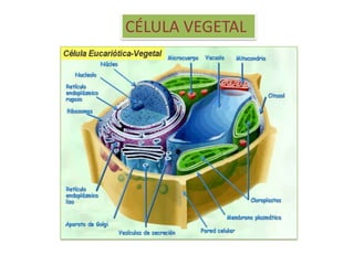 CÉLULA VEGETAL
 