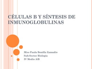 CÉLULAS B Y SÍNTESIS DE INMUNOGLOBULINAS Miss Paula Bonilla Zamudio Sub-Sector Biología IV Medio A/B 