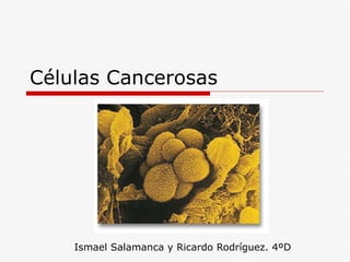 Células Cancerosas Ismael Salamanca y Ricardo Rodríguez. 4ºD 