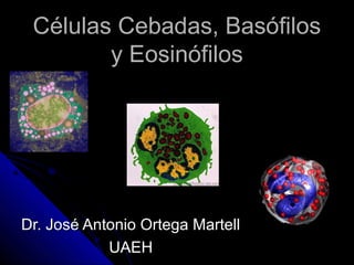 Células Cebadas, Basófilos
        y Eosinófilos




Dr. José Antonio Ortega Martell
            UAEH
 