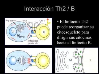 Interacción Th2 / B
            • El linfocito Th2
            puede reorganizar su
            citoesqueleto para
            dirigir sus citocinas
            hacia el linfocito B.
 